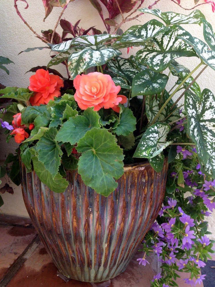 Esempio di un giardino classico in ombra nel cortile laterale in estate con un giardino in vaso