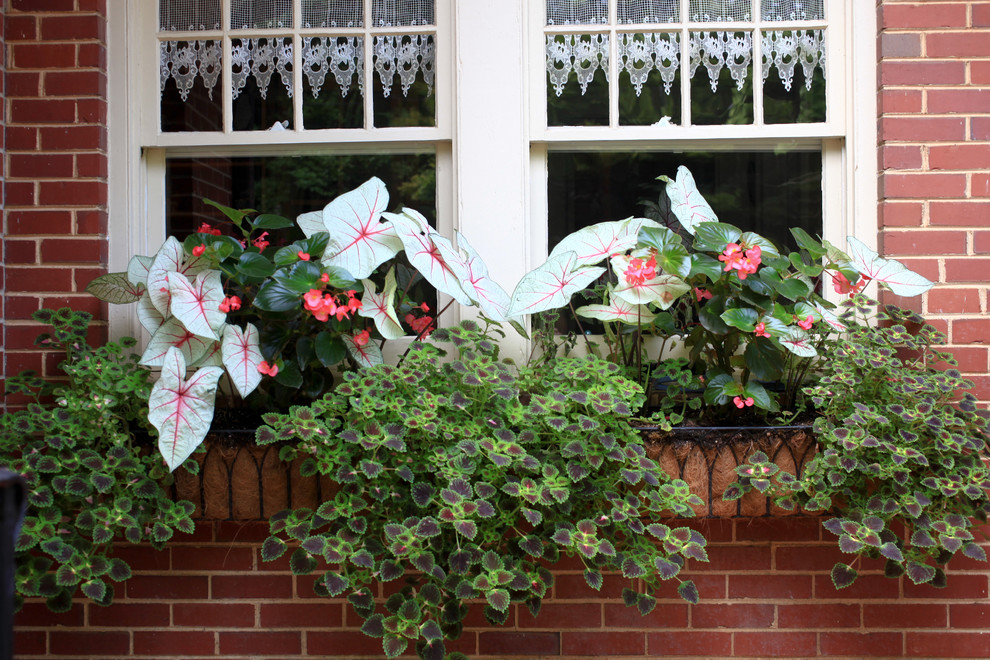Design ideas for a small traditional shade courtyard landscaping in Atlanta for summer.
