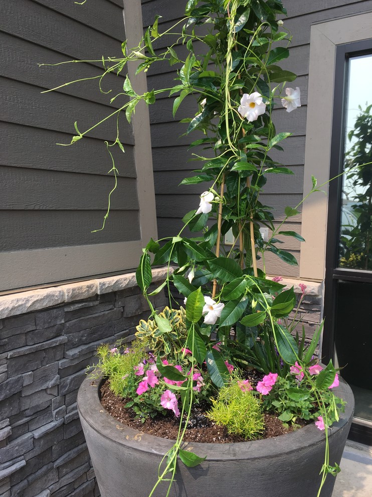 Idee per un piccolo giardino chic esposto in pieno sole in cortile in estate con un giardino in vaso