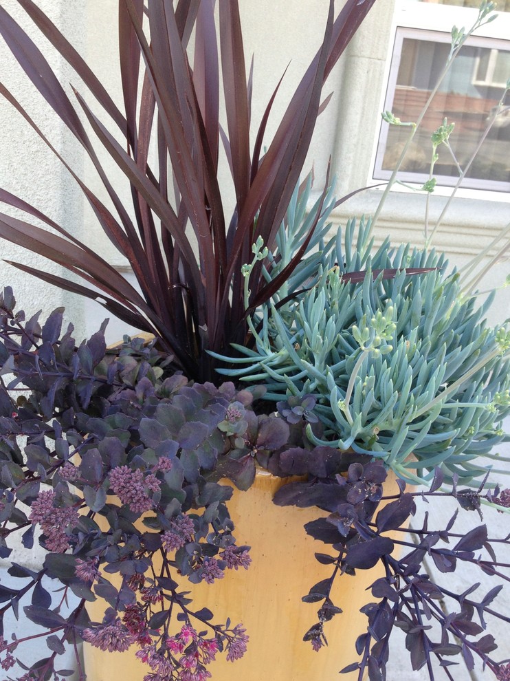 Container Gardens And Misc. - Traditional - Landscape - San Francisco ...