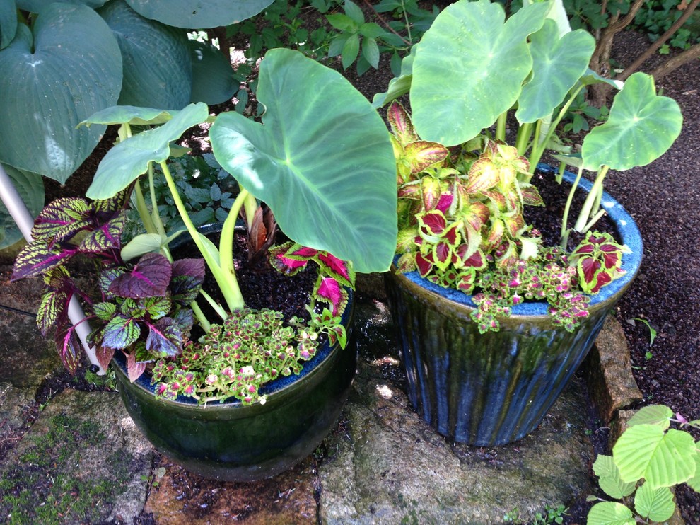 Esempio di un piccolo giardino formale classico esposto a mezz'ombra dietro casa in primavera con un giardino in vaso e pavimentazioni in pietra naturale