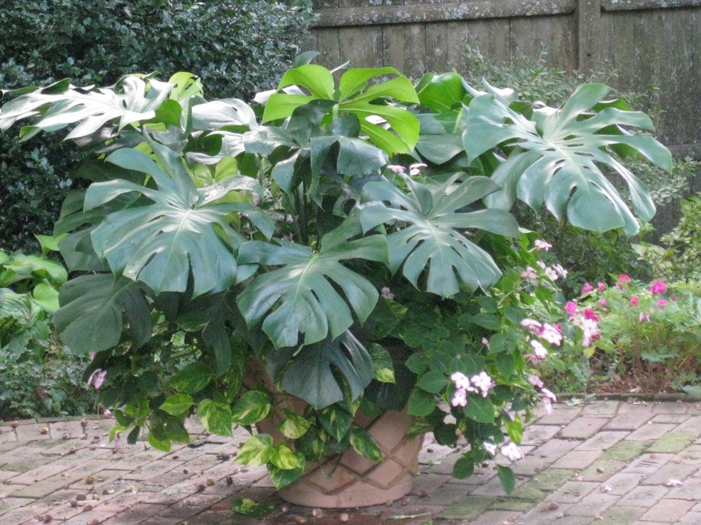 Idee per un piccolo giardino formale tropicale esposto a mezz'ombra dietro casa in estate con un giardino in vaso e pavimentazioni in mattoni