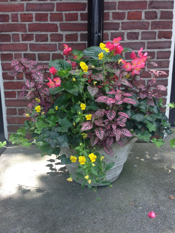 Kleiner, Halbschattiger Klassischer Vorgarten im Sommer mit Auffahrt und Kübelpflanzen in Providence