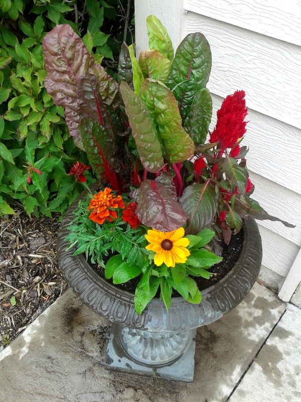 Immagine di un piccolo giardino esposto in pieno sole davanti casa in autunno con un giardino in vaso