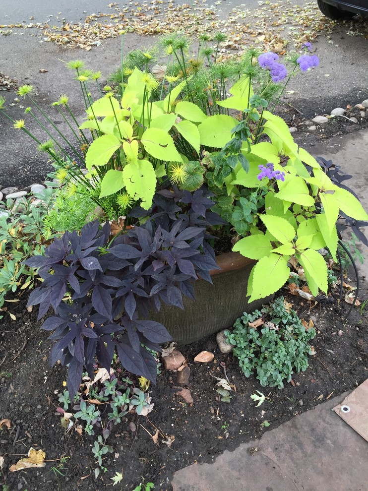 На фото: маленький солнечный, летний регулярный сад на внутреннем дворе в современном стиле с растениями в контейнерах и хорошей освещенностью для на участке и в саду