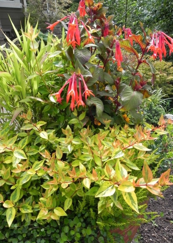 Stilmix Garten mit Kübelpflanzen in Seattle