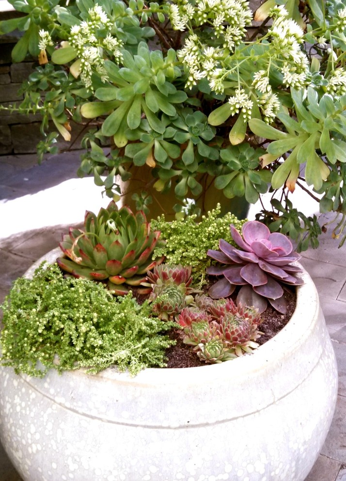 Foto di un giardino boho chic in cortile con un giardino in vaso