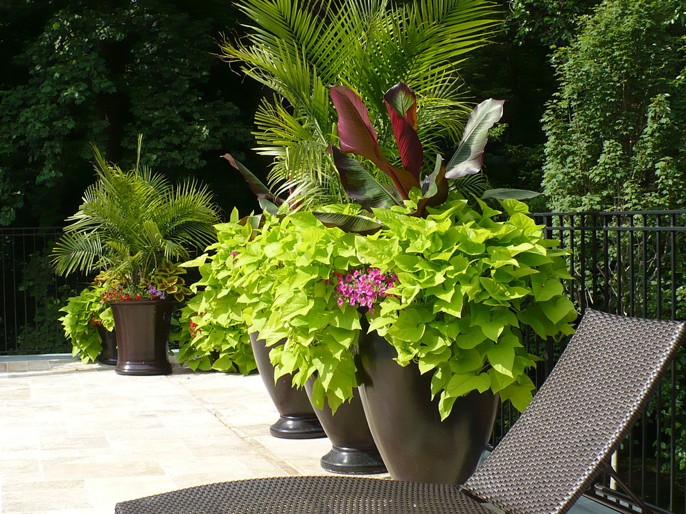 Cette image montre un jardin en pots design l'été avec une exposition ensoleillée.
