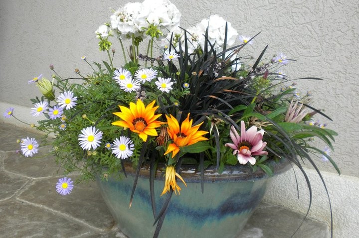 Foto di un piccolo giardino tradizionale esposto in pieno sole in cortile in estate con un giardino in vaso