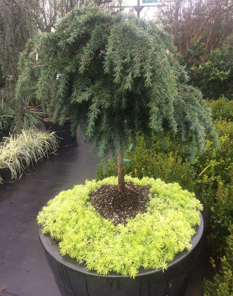 Container Plants Cedrus deodara ' Prostrate Beauty ' Modern
