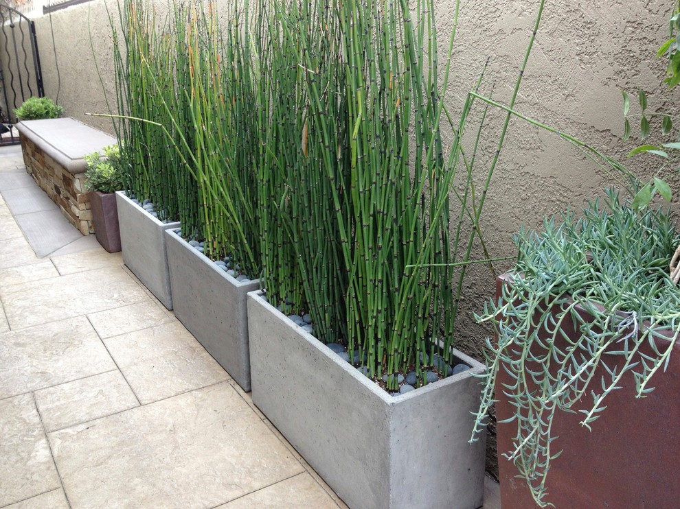 Inspiration for a contemporary landscaping in Orange County.