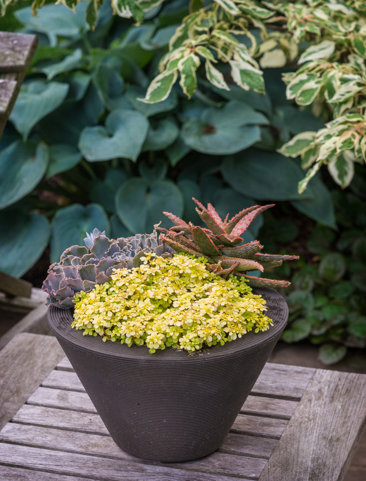 Foto di un piccolo giardino xeriscape minimal esposto in pieno sole dietro casa in estate con un giardino in vaso e pavimentazioni in pietra naturale