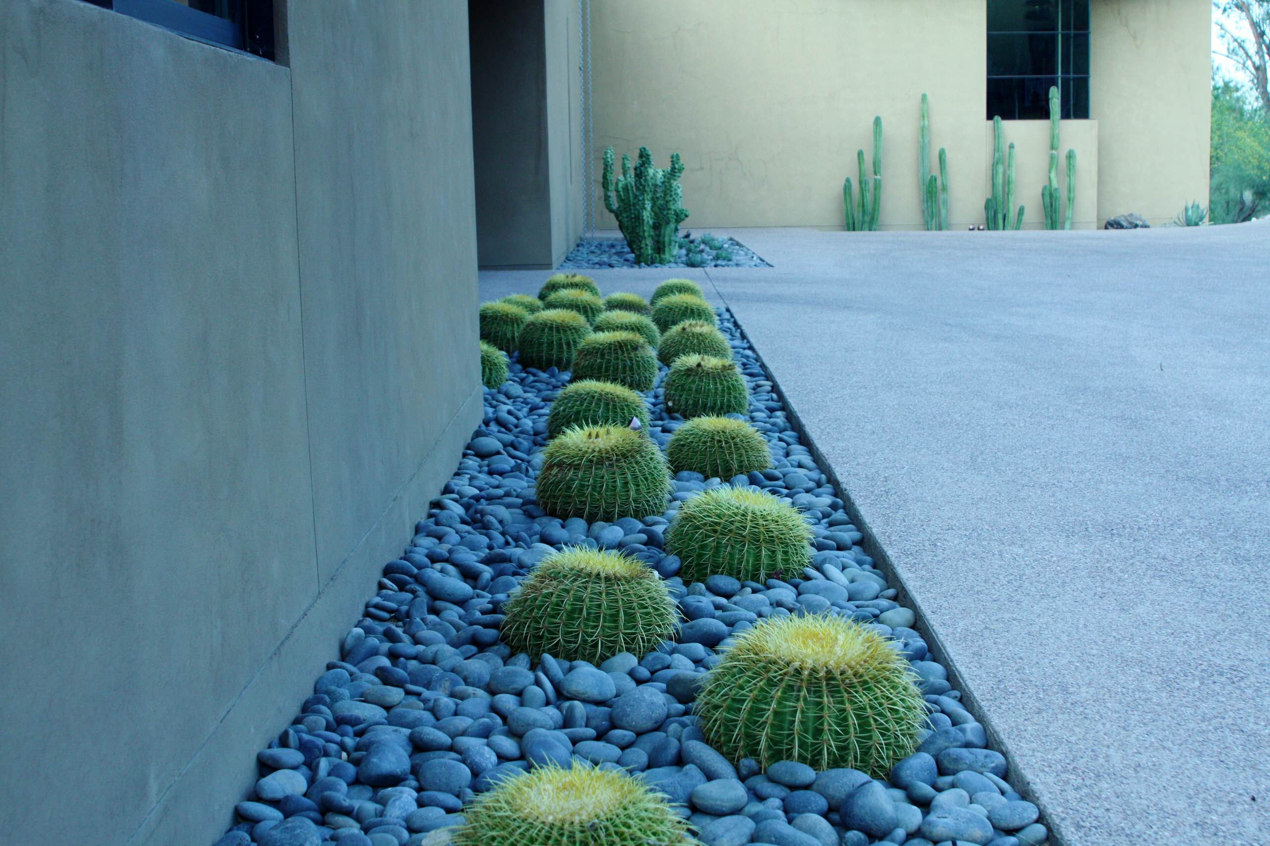 Contemporary Cactus Garden, Cactus Landscape Ideas