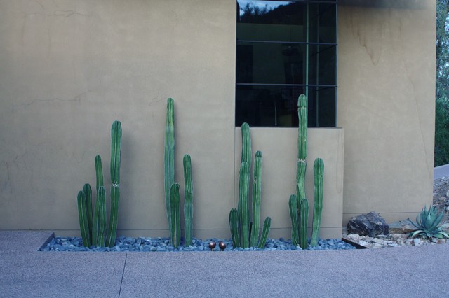 Contemporary Cactus Garden Contemporary Garden Phoenix By Rocket Garden Landscape Design Houzz
