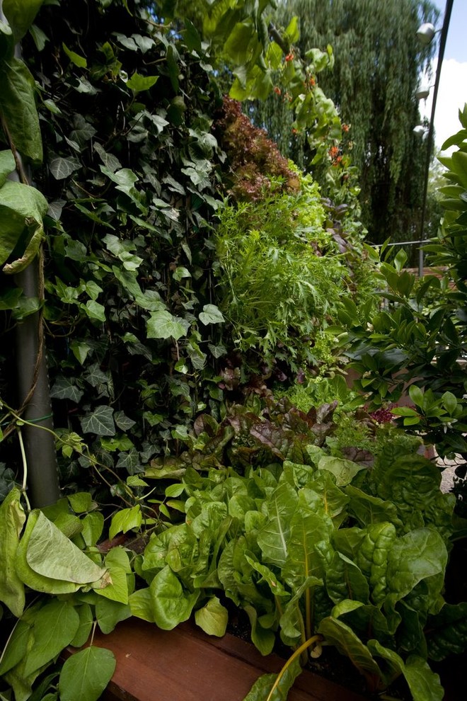 Bild på en liten funkis trädgård, med en vertikal trädgård och trädäck