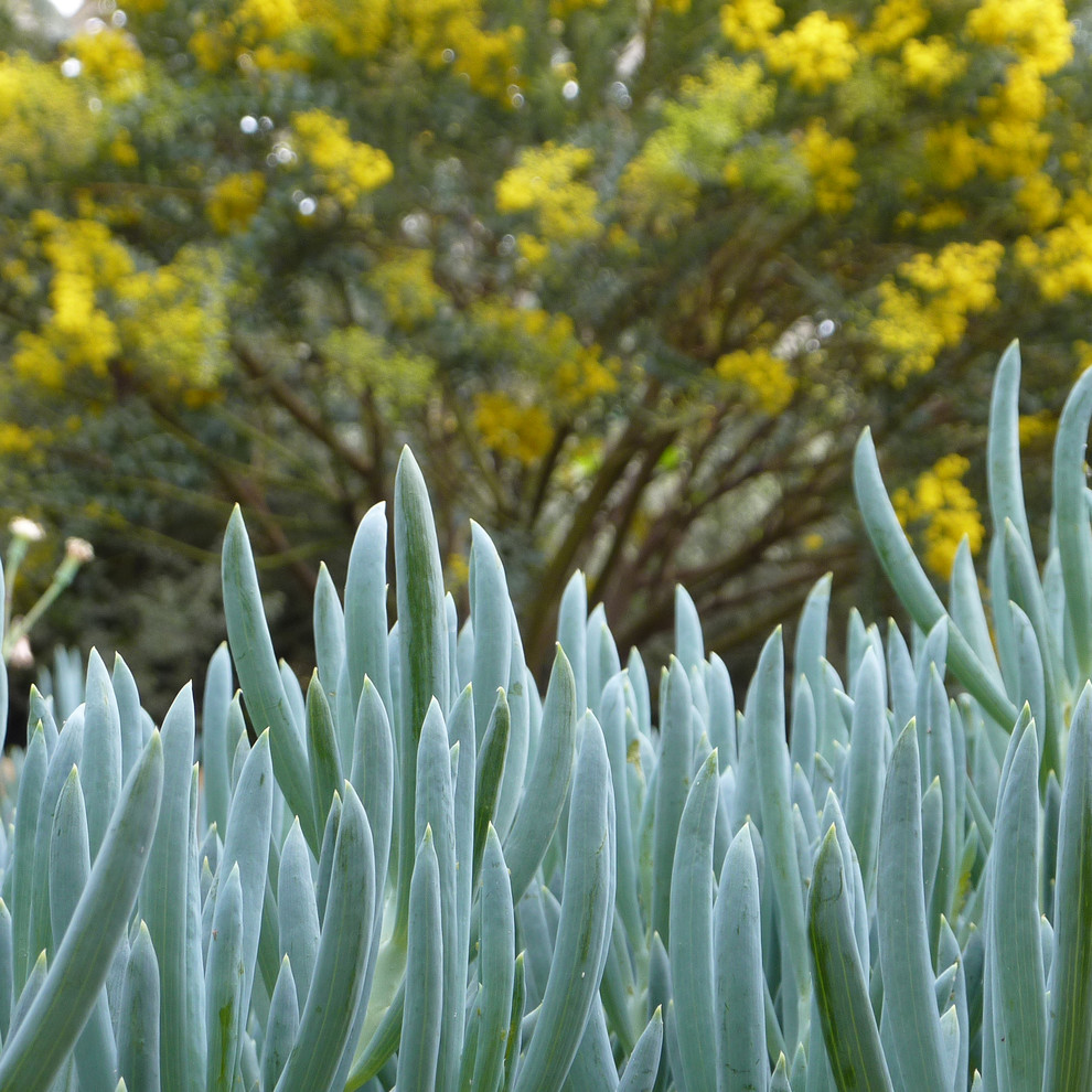 Mittelgroßer Mediterraner Hanggarten im Frühling mit direkter Sonneneinstrahlung in Santa Barbara