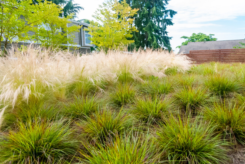 シアトルにある小さなコンテンポラリースタイルのおしゃれな庭の写真