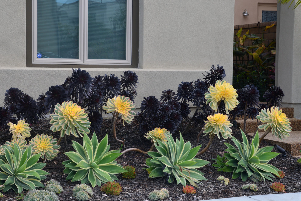 Стильный дизайн: засухоустойчивый сад среднего размера на переднем дворе в морском стиле с пустынными растениями, полуденной тенью и мощением тротуарной плиткой - последний тренд
