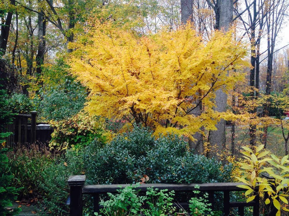 Immagine di un giardino stile americano in autunno