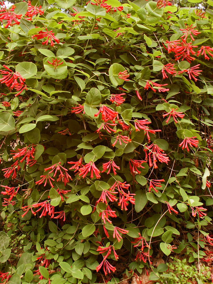 Coral/Trumpet Honeysuckle (Lonicera sempervirens) - Landscape - Boston