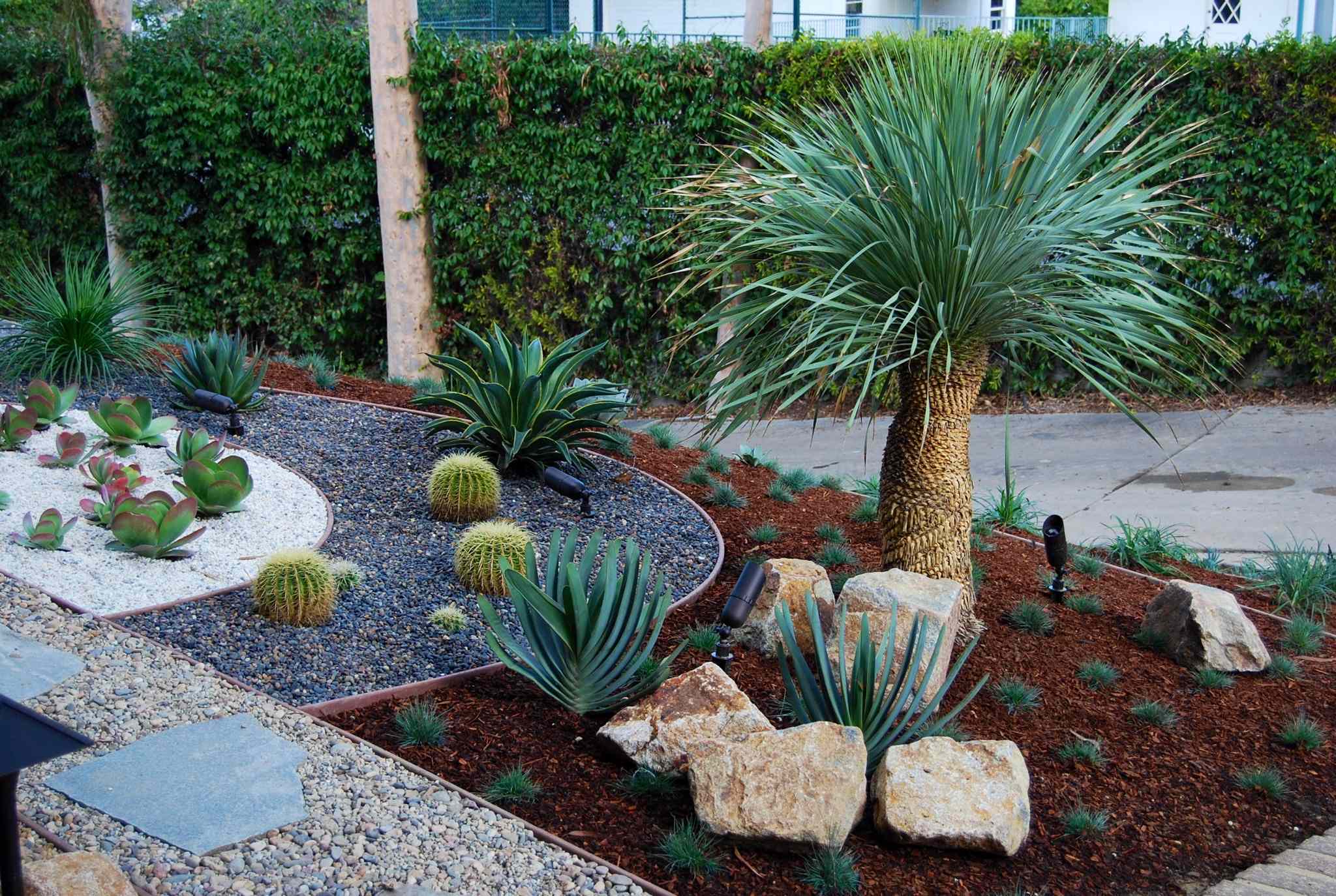 Jardin de cactus : photos et idées déco de maisons