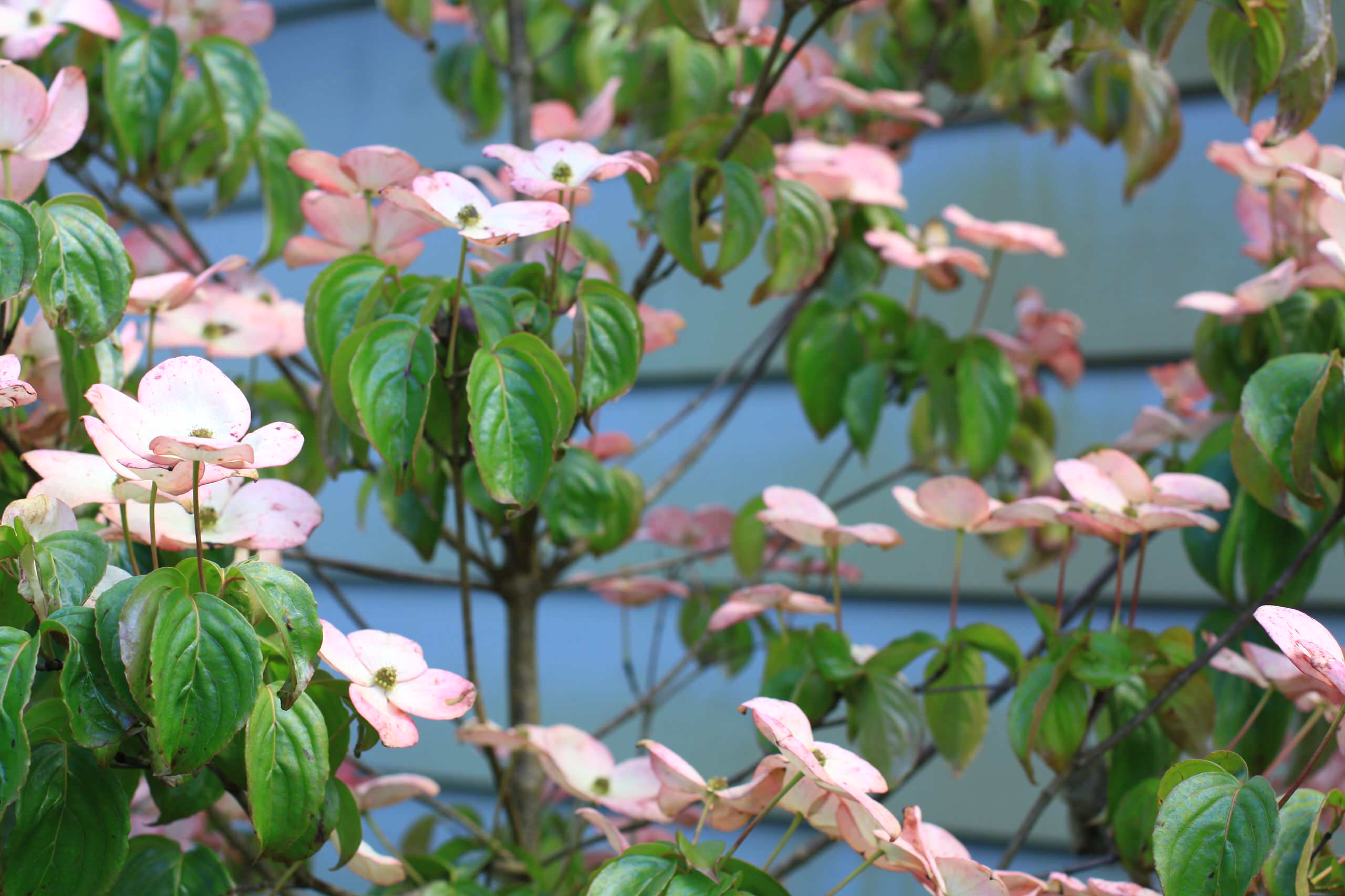 Cornus Kousa 'Heart Throb', Chinese Dogwood 'Heart Throb' in