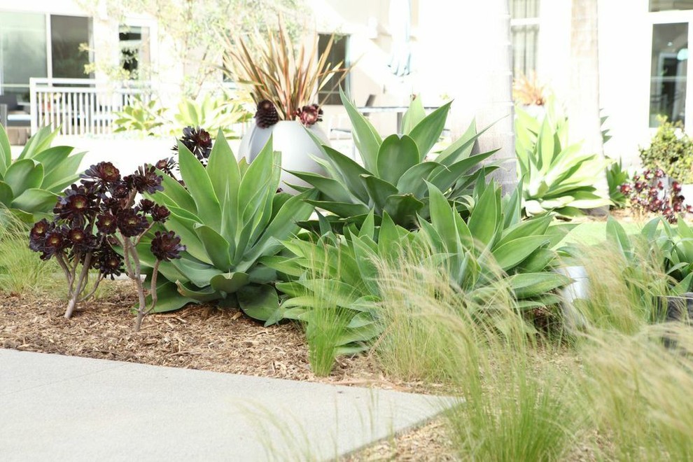 Design ideas for a contemporary drought-tolerant and full sun concrete paver landscaping in Orange County.