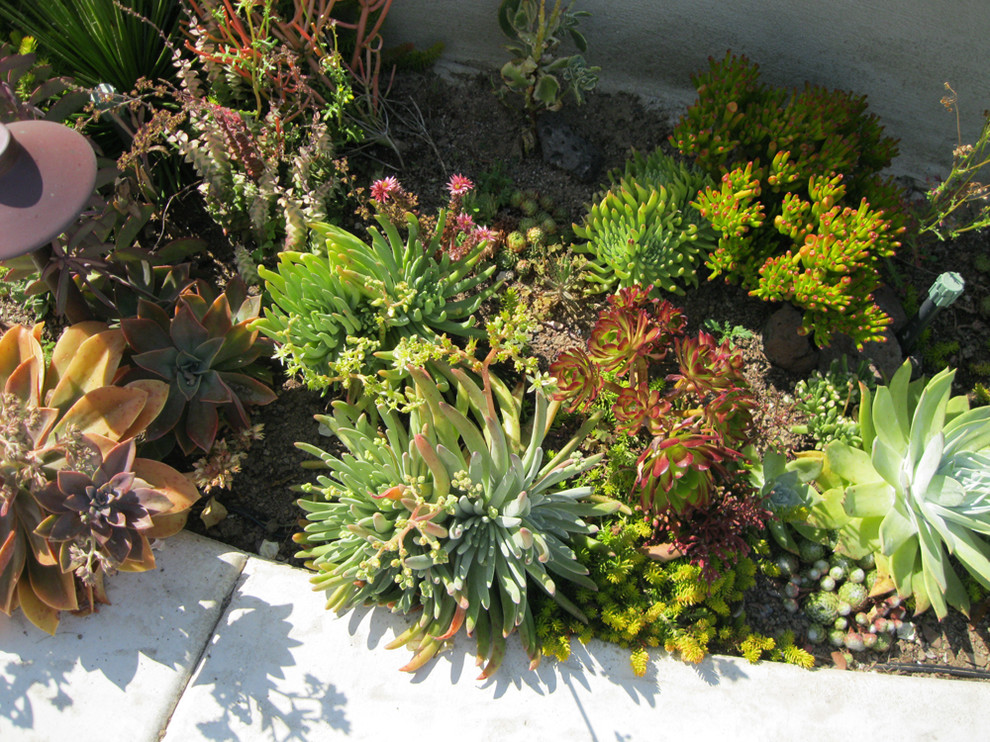 Foto de jardín de secano mediterráneo pequeño en patio delantero con exposición parcial al sol