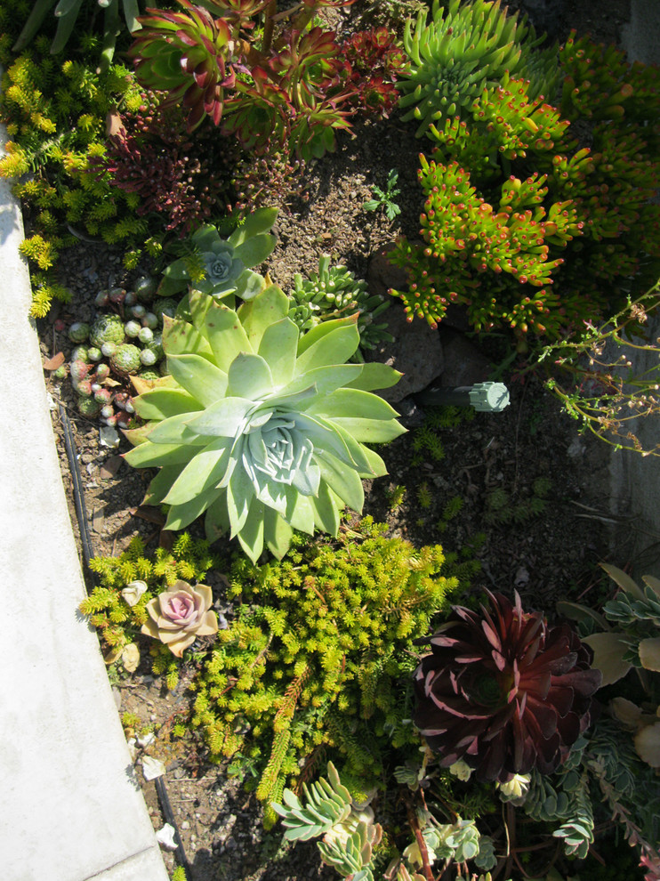 Imagen de jardín de secano clásico pequeño en patio delantero con adoquines de ladrillo