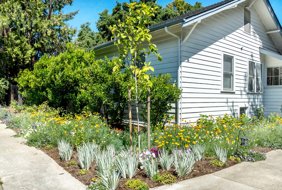 Kleiner Klassischer Garten neben dem Haus, im Sommer mit Auffahrt, Kübelpflanzen, direkter Sonneneinstrahlung und Betonboden in San Francisco
