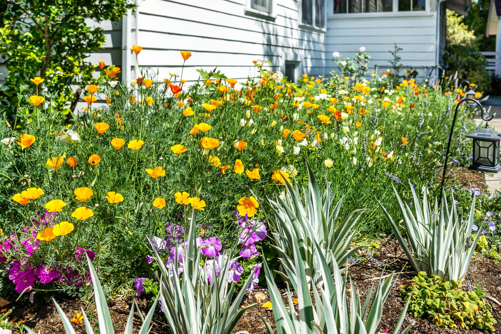 Kleiner Klassischer Garten neben dem Haus, im Sommer mit Auffahrt, direkter Sonneneinstrahlung, Betonboden und Blumenbeet in San Francisco