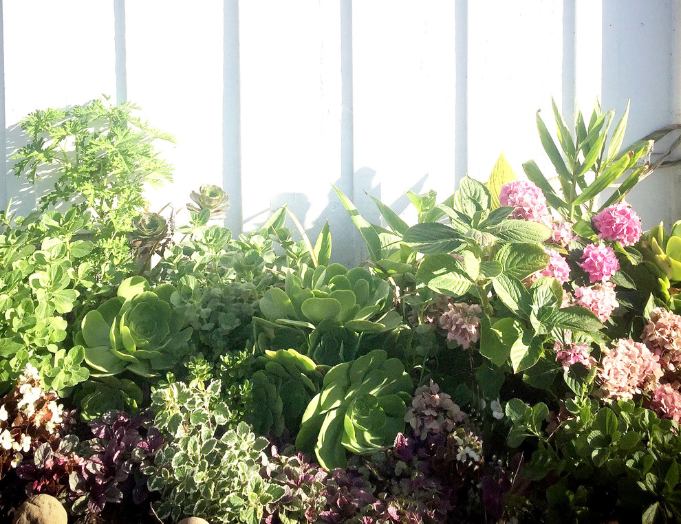 На фото: засухоустойчивый сад на переднем дворе в стиле кантри с полуденной тенью