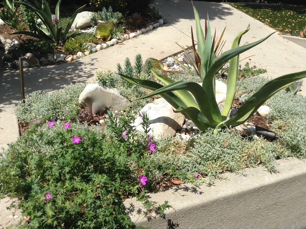 Diseño de jardín de secano de estilo americano de tamaño medio en patio delantero con exposición total al sol y mantillo