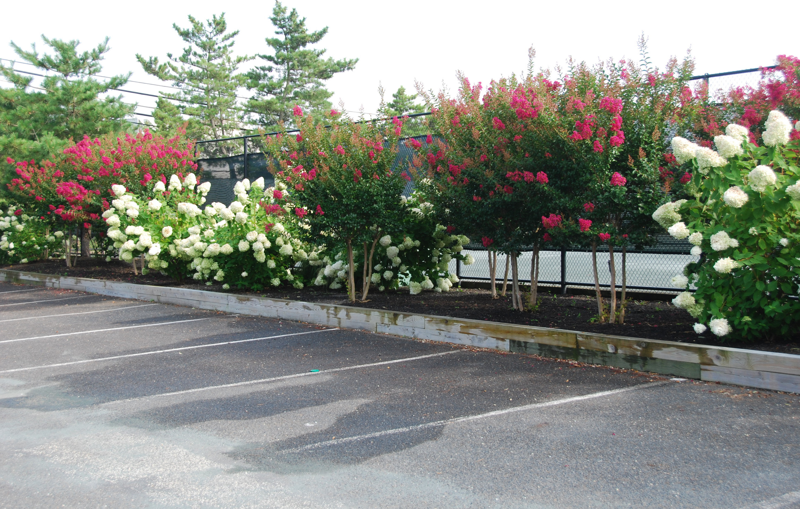 Crape Myrtle and Limelight Hydrangea Planting Bed - Beach Style - Landscape  - New York - by Bay Avenue Plant Company | Houzz