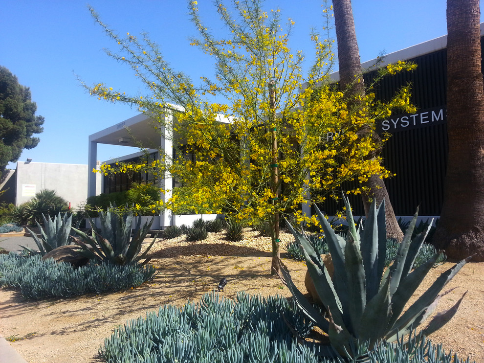 Großer Moderner Garten mit direkter Sonneneinstrahlung in Los Angeles