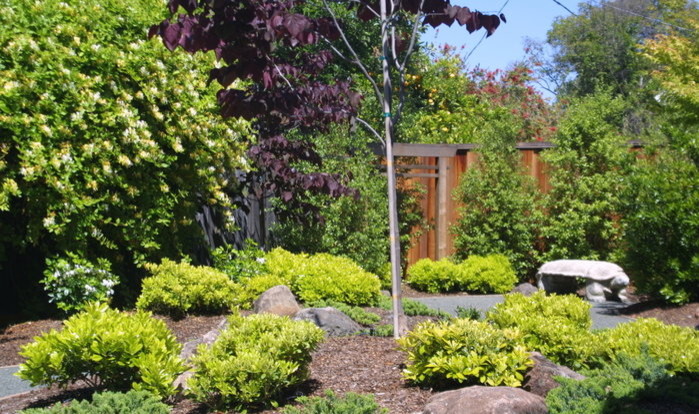 Cette image montre un jardin arrière asiatique de taille moyenne et au printemps avec une exposition ensoleillée.