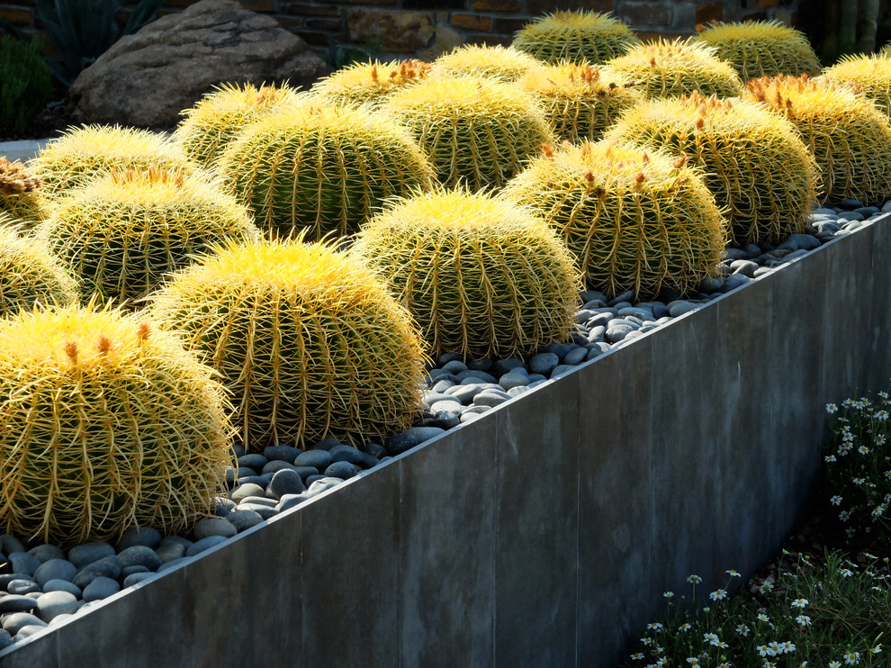 Ispirazione per un ampio giardino xeriscape american style esposto in pieno sole dietro casa in estate con un focolare e pavimentazioni in pietra naturale