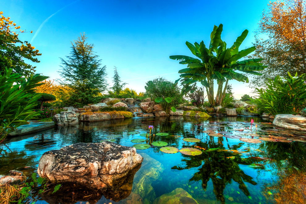 Exemple d'un grand jardin arrière exotique avec un bassin et une exposition ensoleillée.