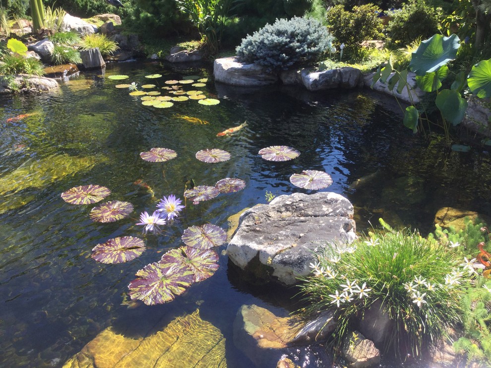 Idee per un grande laghetto da giardino tropicale esposto in pieno sole dietro casa