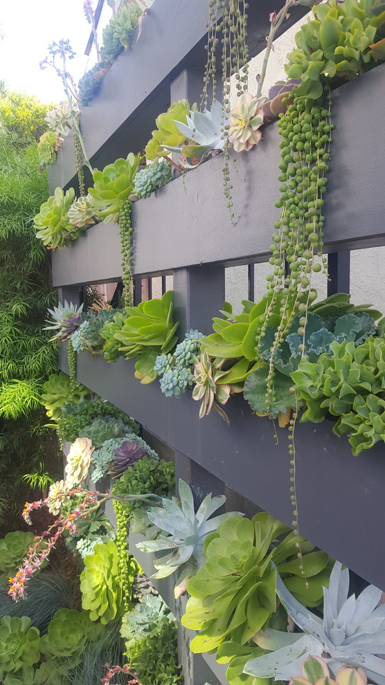 Inspiration for a modern garden in Orange County with a living wall.