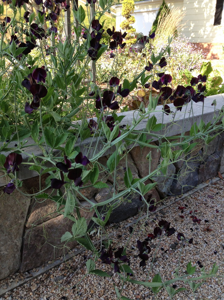 Dark sweet peas cascading over raised bed Country Garden San
