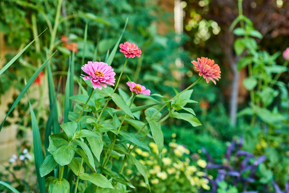 Design ideas for a mediterranean landscaping in Austin.