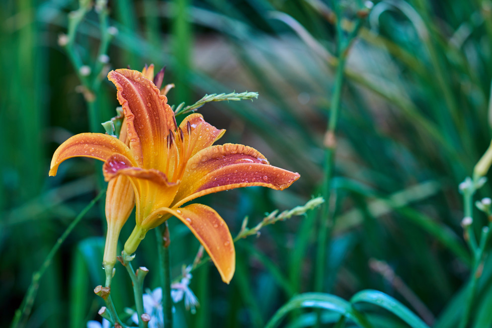 Inspiration for a mediterranean landscaping in Austin.