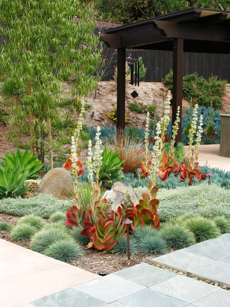 Photo of a contemporary drought-tolerant landscaping in San Diego.