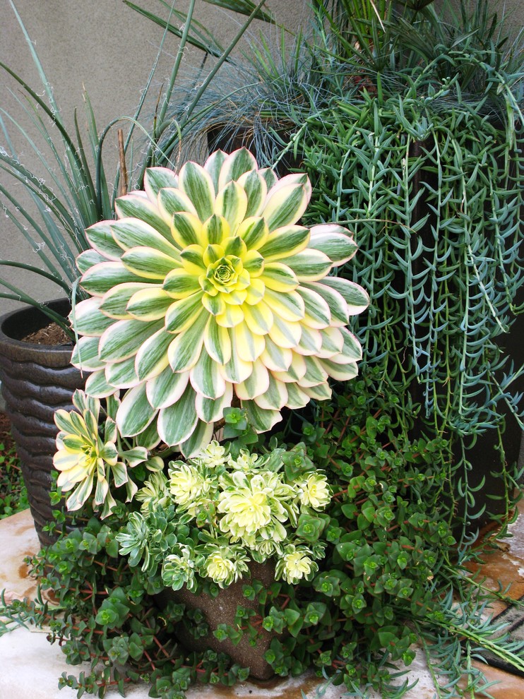 Immagine di un giardino design con un giardino in vaso
