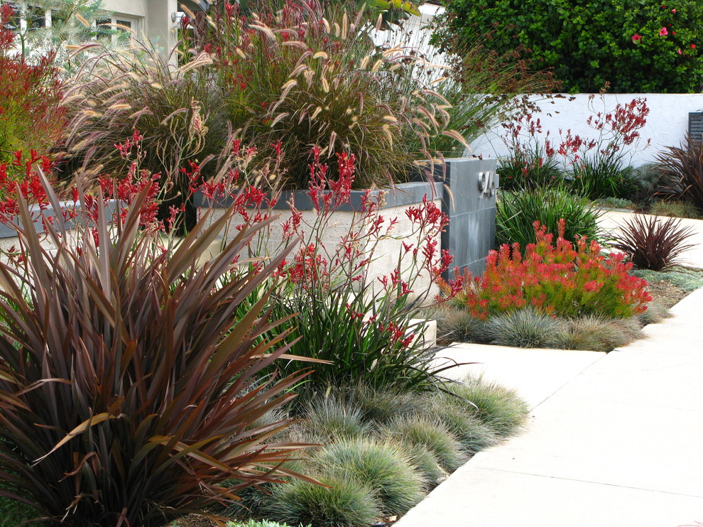 This is an example of a contemporary garden in San Diego.