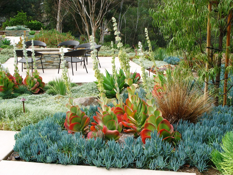 Photo of a contemporary drought-tolerant backyard landscaping in San Diego.