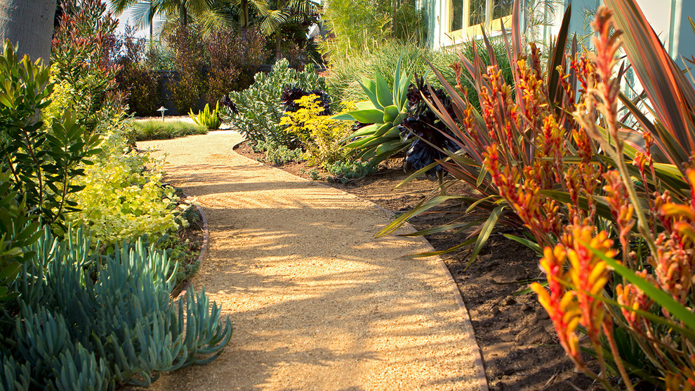 Decomposed Granite Path With Low Water Succulents Grasses And Shrubs Modern Landscape Los Angeles By June Scott Design Houzz