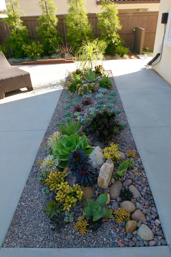 Mittelgroßer Moderner Garten hinter dem Haus mit direkter Sonneneinstrahlung in San Diego