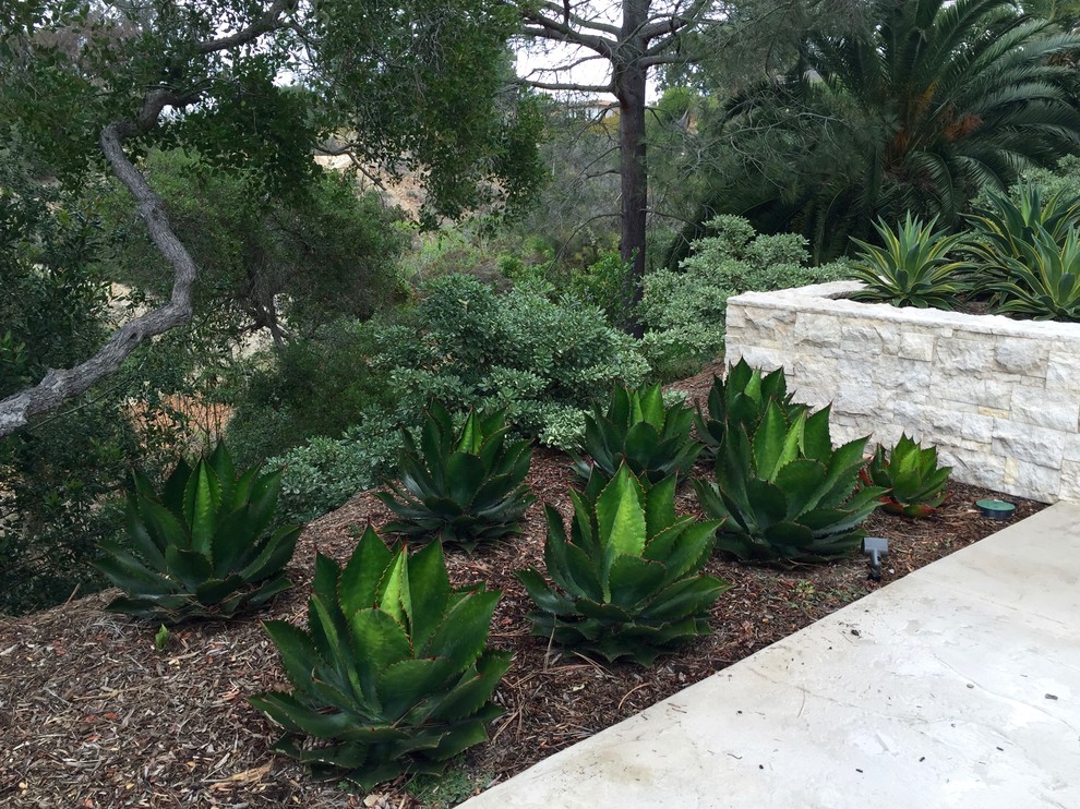 Geräumiger Moderner Garten hinter dem Haus mit direkter Sonneneinstrahlung und Mulch in San Diego